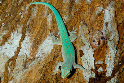 Дневной геккон Аббота (Phelsuma abbotti)